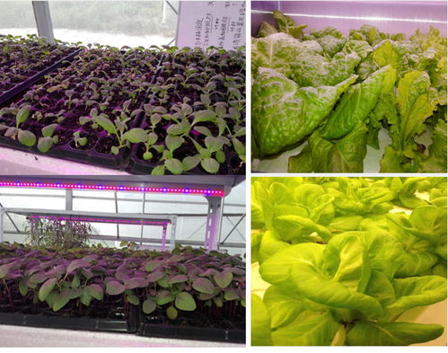浙江宁波层架种植蔬菜使用光因照明的T8一体化补光灯,促进植物生长效果良好