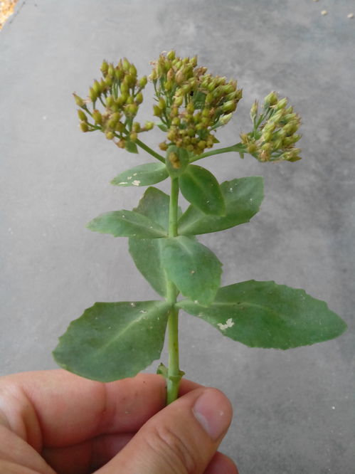 大家来看看这种植物是什么