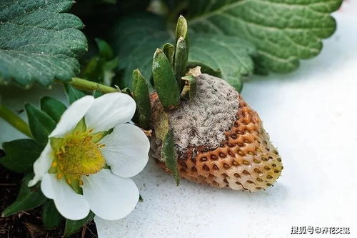 夏季养盆栽草莓有什么要注意的,怎么繁殖结果 如何防治灰霉病