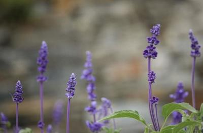 弥漫着紫色美的鼠尾草,据说做香料后香气不要太温柔~