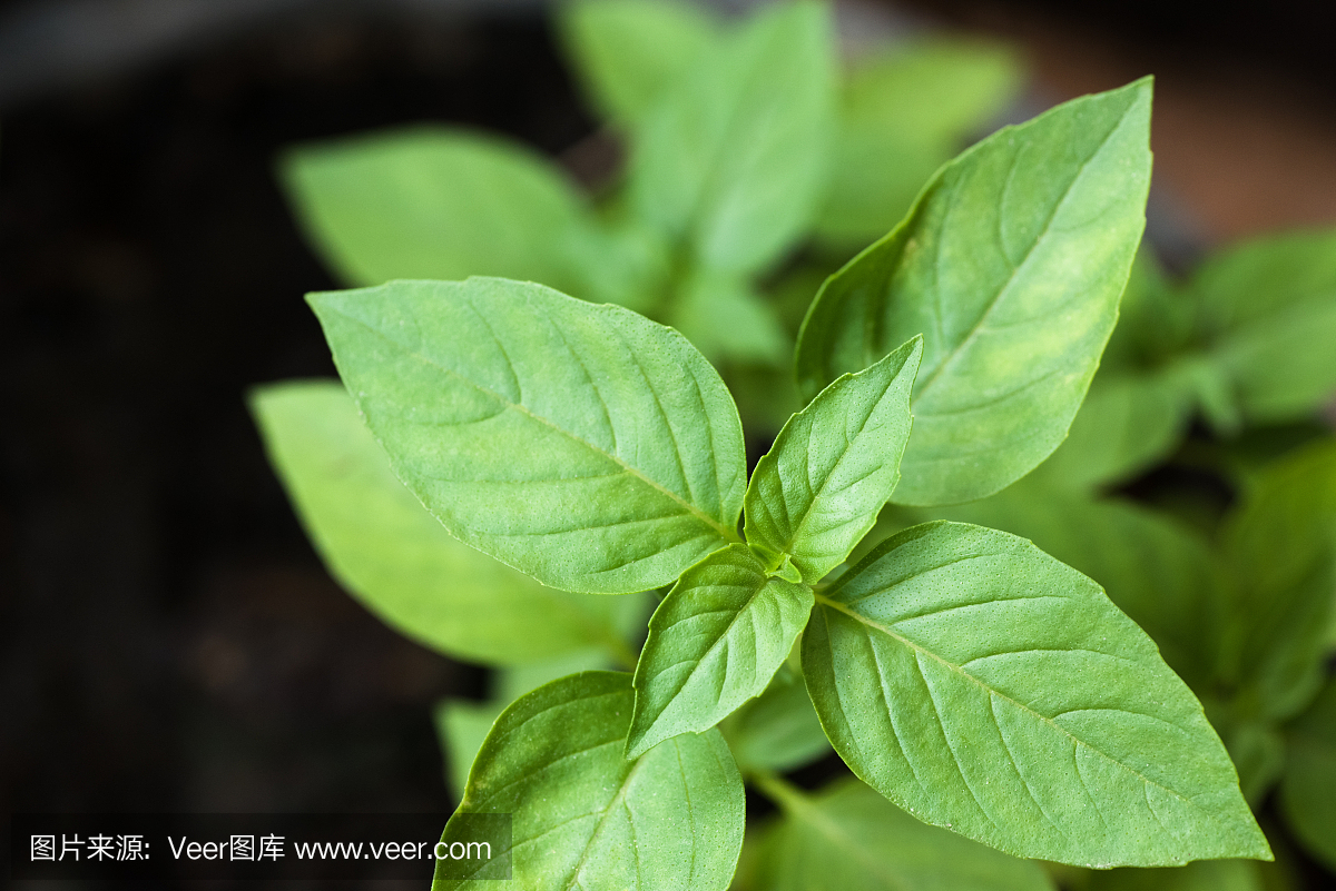 甜罗勒芽从植物