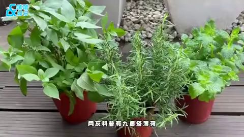 林心如转行成园丁在自家露台种香料,意外曝光豪宅内景超大气