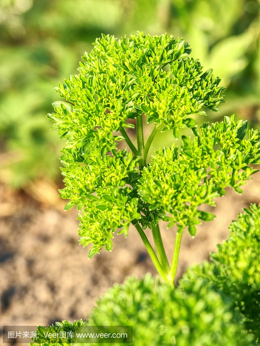 花园里美丽的欧芹叶子。在生物园内种植香料。P