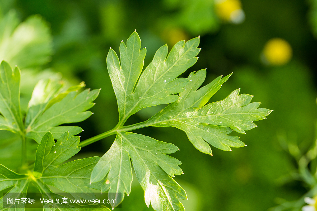 花园里美丽的欧芹叶子。在夏季花园里种植香料。新鲜的叶子。